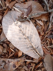 Magnolia obovata