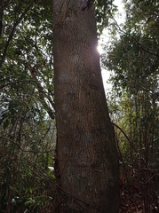 Magnolia obovata