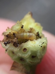 Lantanophaga pusillidactylus