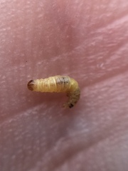 Lantanophaga pusillidactylus