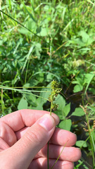 Carex arkansana