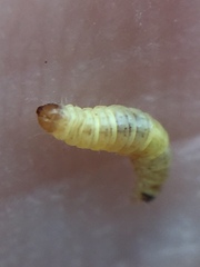 Lantanophaga pusillidactylus