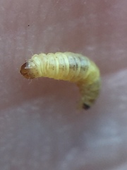 Lantanophaga pusillidactylus