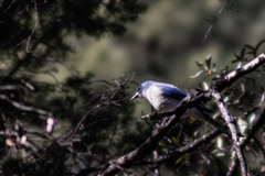 Aphelocoma woodhouseii