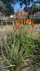 Kniphofia uvaria