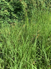 Carex triangularis