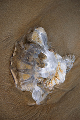 Rhopilema verrilli