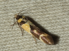 Macrobathra chrysotoxa