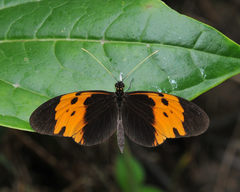 Heliconius numata