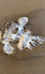 Rhopilema verrilli