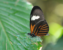 Heliconius melpomene