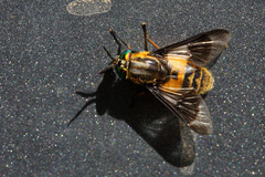Chrysops viduatus