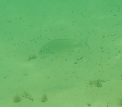 Acanthopagrus butcheri