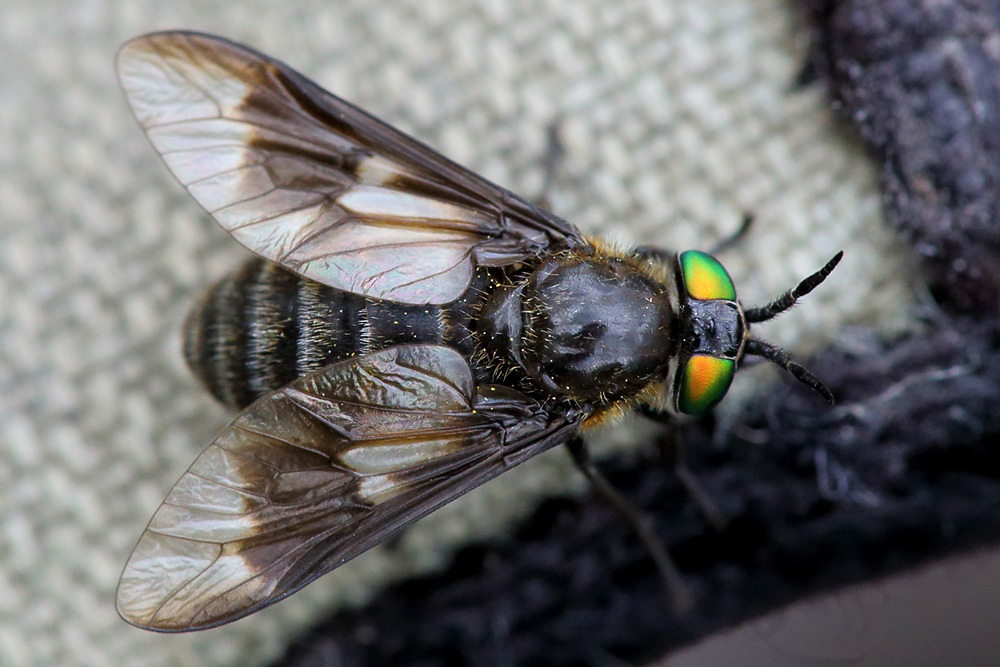 Black Deer Fly