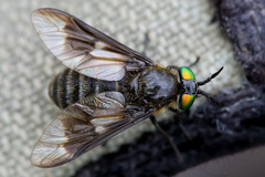 Chrysops sepulcralis