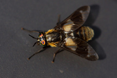 Chrysops caecutiens