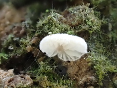 Clitopilus kamaka