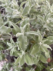 Salvia leucophylla