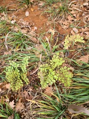 Adiantum capillus-veneris