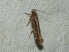 Macrobathra nephelomorpha