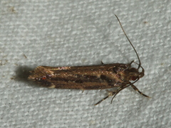 Macrobathra nephelomorpha