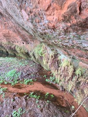 Adiantum capillus-veneris