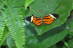 Heliconius numata