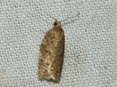 Meritastis laganodes