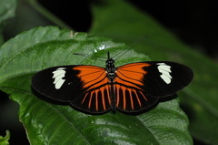 Heliconius melpomene
