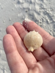 Persephona aquilonaris