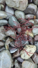 Sarcodiotheca