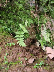 Cystopteris tennesseensis