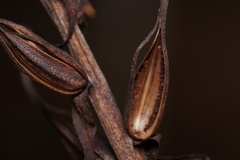 Platanthera ciliaris