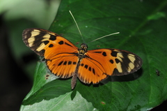 Heliconius numata