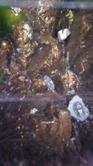 Gnorimosphaeroma oregonense