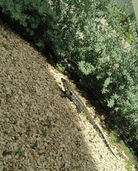 Salvator merianae merianae