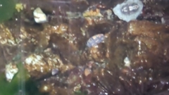 Gnorimosphaeroma oregonense