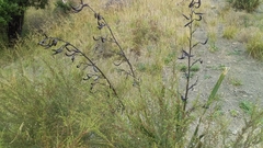 Phormium