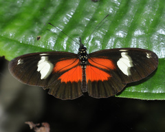 Heliconius hierax
