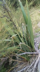 Phormium