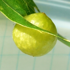 Amphibolips quercusostensackenii