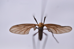 Plecia