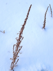 Artemisia campestris