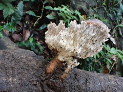Cymatoderma