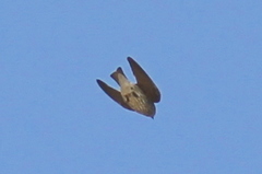 Phedina borbonica