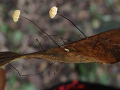 Cryptomarasmius corbariensis
