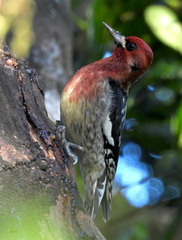 Sphyrapicus ruber ruber