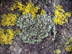 Phaeophyscia ciliata