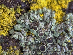 Phaeophyscia ciliata