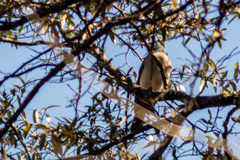 Aphelocoma woodhouseii